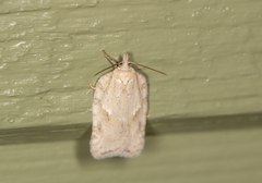 Acleris logiana