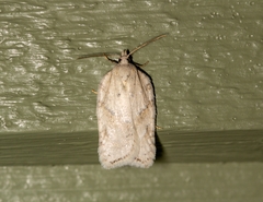 Acleris logiana