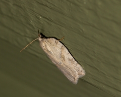 Acleris logiana