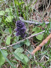 Ajuga pyramidalis