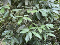 Fagaceae