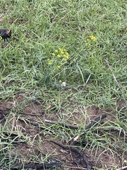 Euphorbia cyparissias