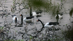 Anseranas semipalmata