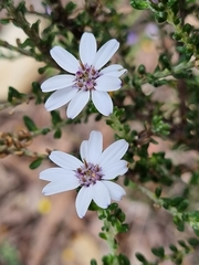 Olearia
