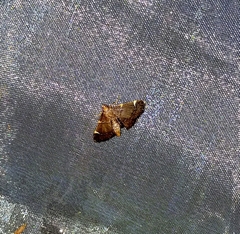 Hypsopygia