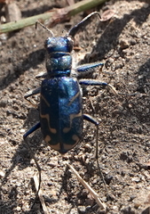 Cicindela tranquebarica