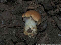 Tylopilus balloui