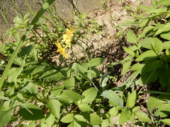 Crepidinae