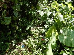 Impatiens walleriana