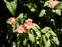 Impatiens walleriana