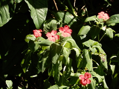 Impatiens walleriana