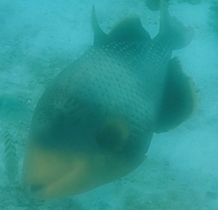 Pseudobalistes flavimarginatus