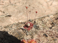 Drosera pygmaea