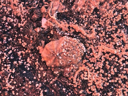 Lottia pediculus