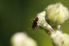 Closterotomus fulvomaculatus