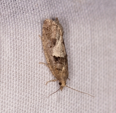 Epinotia brunnichana