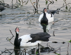 Anseranas semipalmata