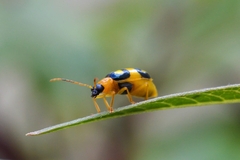 Diabroticina