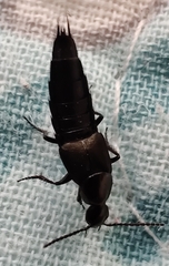 Philonthus decorus