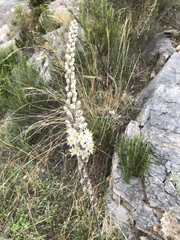 Drimia maritima