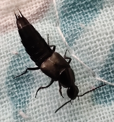 Philonthus decorus