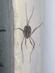 Odiellus spinosus