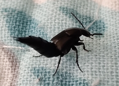 Philonthus decorus
