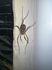 Odiellus spinosus