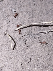 Pogonomyrmex maricopa