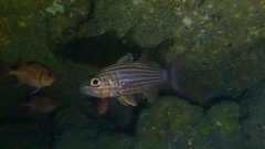 Cheilodipterus macrodon