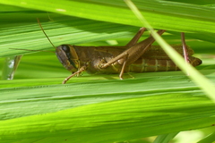 Catantopinae