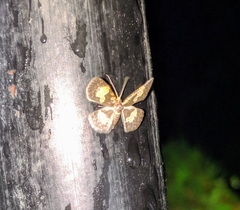 Peratophyga flavomaculata