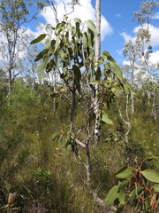 Eucalyptus bancroftii