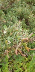 Atriplex paludosa