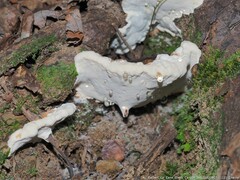 Heterobasidion annosum
