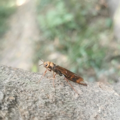 Tremex longicollis