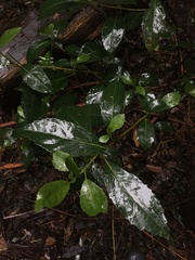 Hedycarya angustifolia