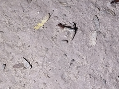 Tetramorium hispidum