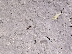 Tetramorium hispidum