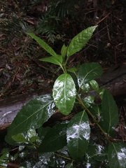 Hedycarya angustifolia