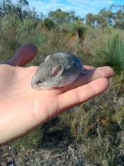 Pseudomys apodemoides