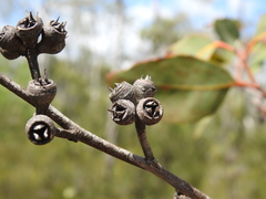 Eucalyptus bancroftii