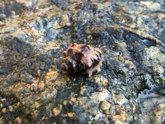 Stramonita biserialis