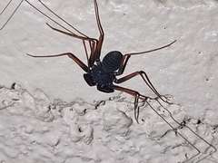 Paraphrynus carolynae