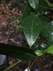 Hedycarya angustifolia