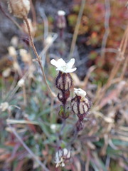 Silene involucrata