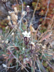 Silene involucrata