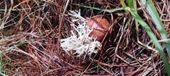 Clavulina rugosa