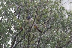 Pycnonotus barbatus layardi