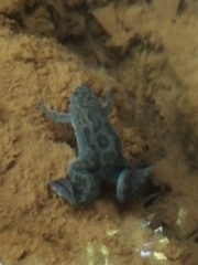 Xenopus laevis